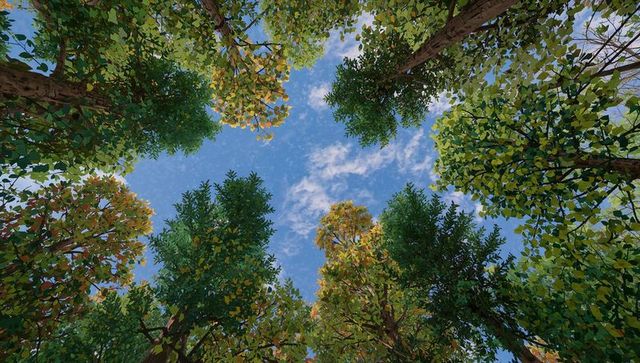 Upward Perspective Through Mixed Forest Canopy Toward Blue Sky with Dappled Sunlight