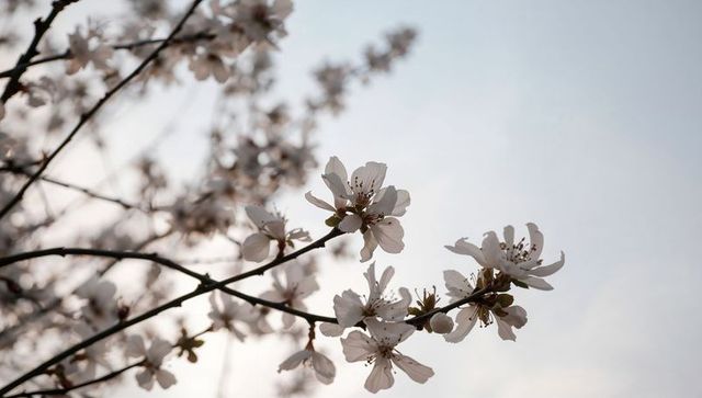 Delicate pastel cherry blossoms blooming on slender branches with soft bokeh sky