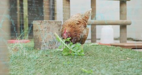 Hen Pecking Leafy Green with Financial Chart Overlay