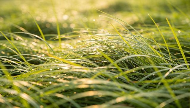 Morning dew glowing on curved grass blades, backlit meadow bokeh, macro, golden light