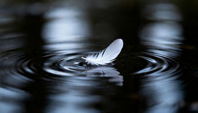 Floating white feather creating concentric ripples on dark reflective water at dusk