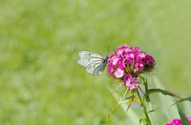 White butterfly landing on vibrant pink wildflower in sunlit field with blurred green background. Use for nature-related articles, gardening tips, and environmental conservation campaigns. Great for backgrounds, posters, and calming visual content.