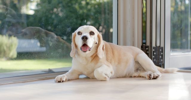 Cute Beagle dog resting by large window enjoying sunny day. Warm light illuminates pet, set against lush green garden backdrop seen through glass. Ideal for pet-themed websites, advertisements, veterinary content, and promoting pet care products.