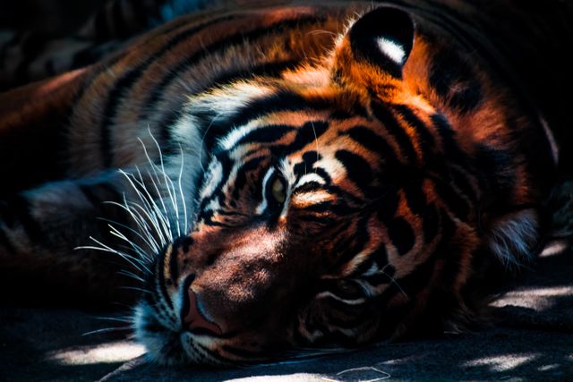 Close Up of Tiger Sleeping in Natural Light Showing Sharp Details - Download Free Stock Photos Pikwizard.com