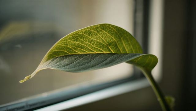 Backlit single green leaf revealing translucent golden veins and texture on windowsill