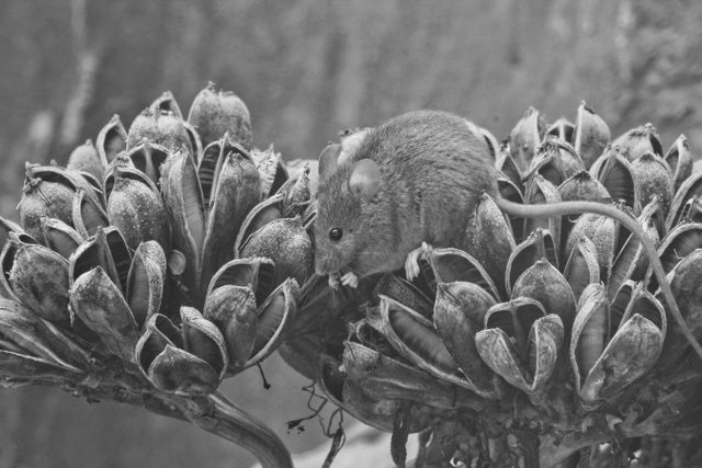 Tiny Mouse Exploring Dry Seed Pods in Nature - Download Free Stock Photos Pikwizard.com