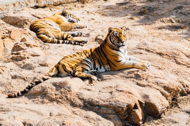 Two Bengal tigers lie on rocky terrain, one resting with eyes closed and the other alert. Ideal for wildlife conservation campaigns, educational materials on endangered species, and nature photography collections.