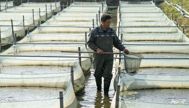 Wading aquaculture worker tending net pens with landing net at outdoor fish farm