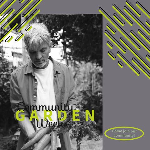 caucasian man harvesting fresh carrots in community garden - Download Free Stock Templates Pikwizard.com
