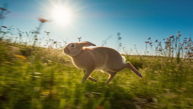Golden-hour rabbit sprinting through wildflower meadow, backlit fur and motion blur