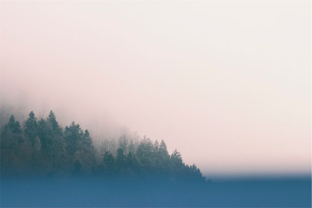 Serene Forest Canopy Emerging through Soft Morning Fog - Download Free Stock Photos Pikwizard.com