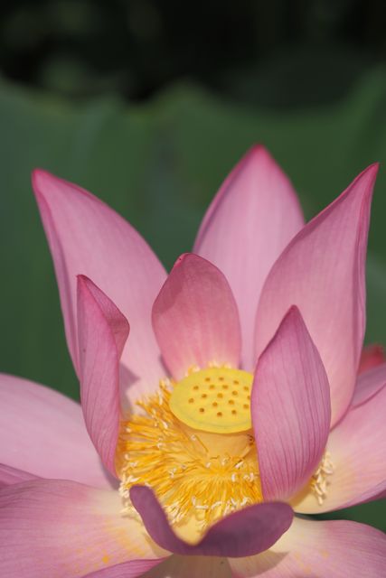 This close-up of a vibrant pink lotus flower showcases its delicate petals and striking yellow center. Ideal for use in nature-themed projects, gardening blogs, floral designs, or backgrounds emphasizing natural beauty and tranquility.