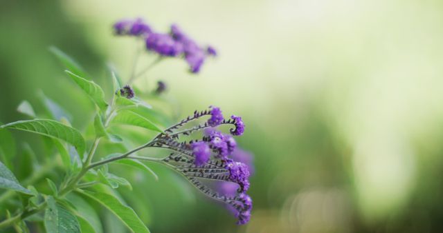 Image of close up of violet flowers blooming in garden. spring, nature and gardening concept.