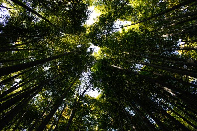 Tall Bamboo Trees in Dense Forest Against Bright Sky - Download Free Stock Photos Pikwizard.com