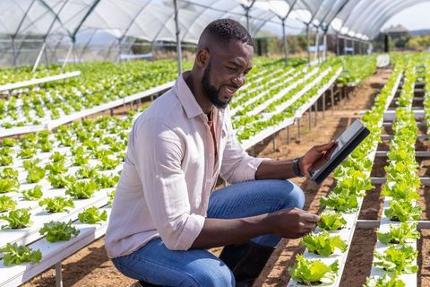 African American Farmer Using Tablet in Hydroponic Greenhouse