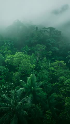 Vertical camera pulling back revealing fog sliding down ridge over tropical rainforest canopy