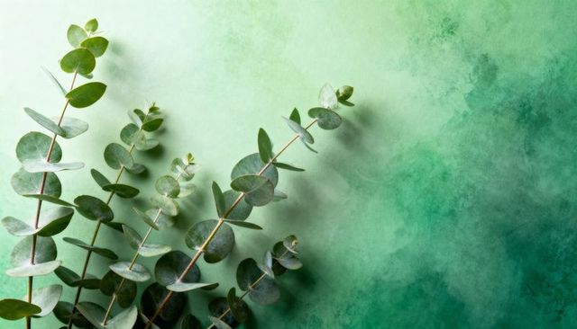 Eucalyptus branches lying diagonally on soft green watercolor backdrop with shadows