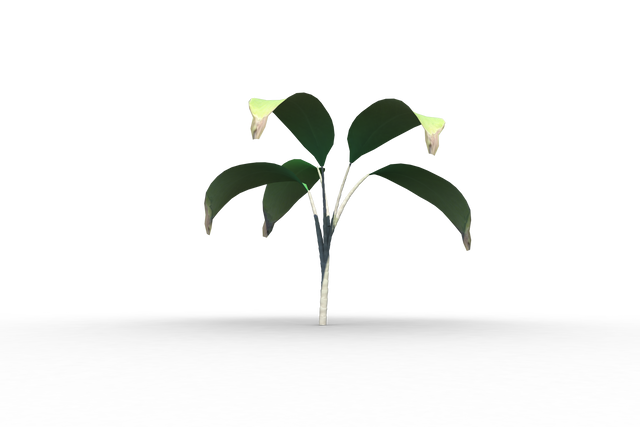 Transparent Seedling with Leaves and Blossoms, Isolated Green Plant PNG - Download Free Stock Videos Pikwizard.com