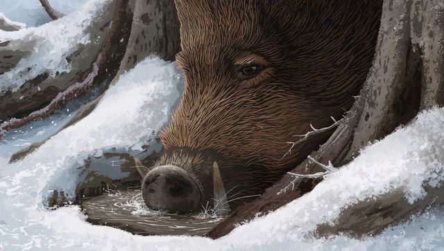 Wild boar drinking at icy root pool, winter forest close-up with tusks and textured fur