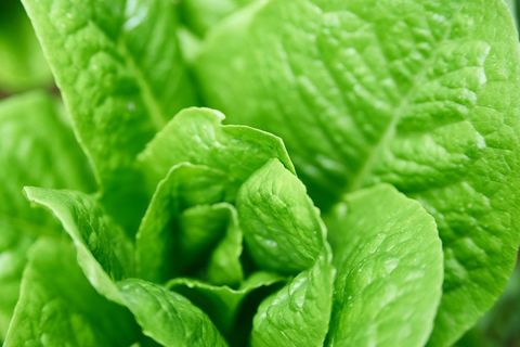 Fresh Romaine Lettuce Garden Close-Up Showing Crisp Green Leaf Texture for Healthy Food