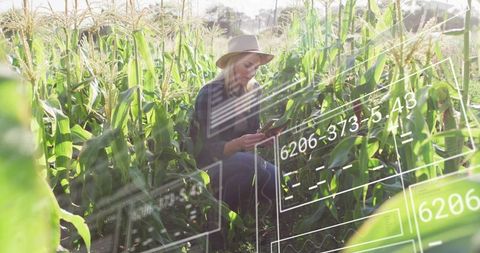 Woman in cornfield analyzing crop data through tablet overlay
