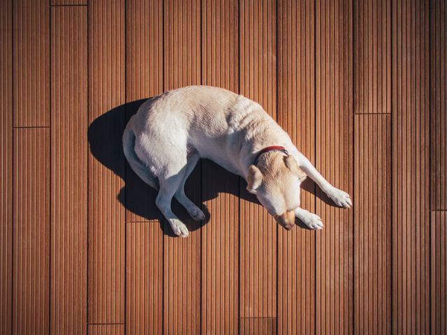 Dog relaxing on wooden deck under bright sunlight. Ideal for pet care advertisements, outdoor lifestyle promotions, summer products, posters, and social media campaigns.