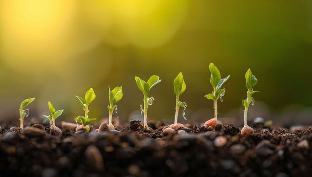Sprouting Seedlings Emerging from Rich Garden Soil with Dew Drops