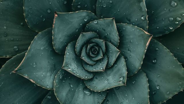 Blue-green succulent rosette filling frame with water droplets, top-down closeup