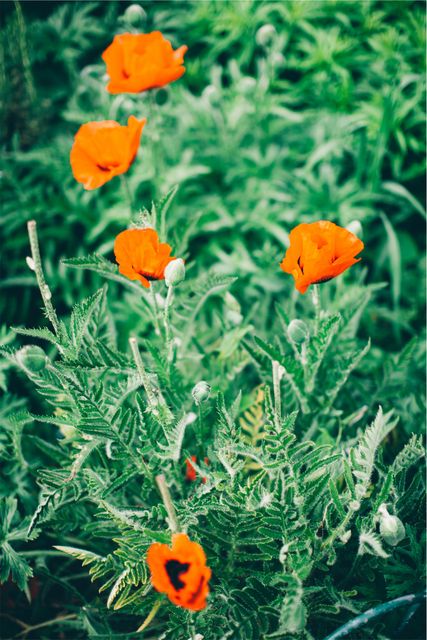 Bright Orange Poppies in Garden with Green Foliage - Download Free Stock Photos Pikwizard.com