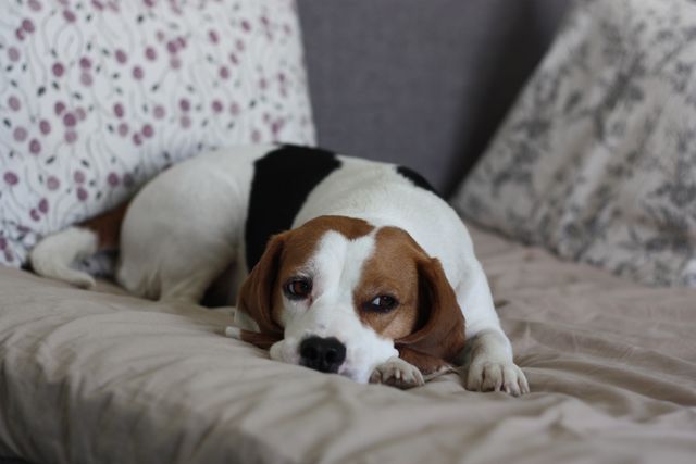 Beagle dog lying down on a sofa indoors, looking relaxed and comfortable. Suitable for pet lifestyle blogs, pet care articles, or advertising cozy home environments and related products.