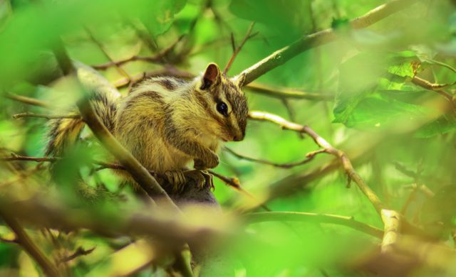 Close-Up of a Squirrel in Lush Greenery - Download Free Stock Photos Pikwizard.com