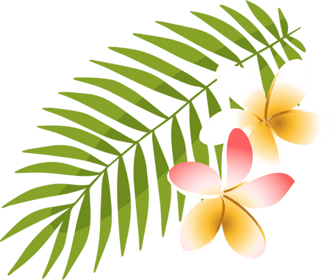 Tropical plumeria flowers with green leaves on transparent background