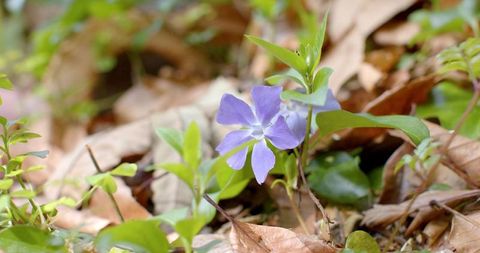 Periwinkle blossom growing among brown leaf litter and green groundcover in woodland