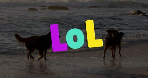 Two Dogs Playing on Beach with 'Lol' Graphic
