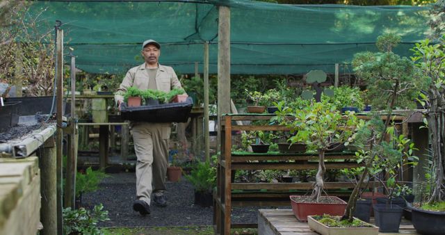 Gardener carrying a tray of potted plants in an organized greenhouse. Suitable for articles and advertisements focused on gardening, plant nurseries, nature conservation, horticulture, and plant care. Great for blogs or websites offering gardening tips, nature photography, or eco-friendly living.