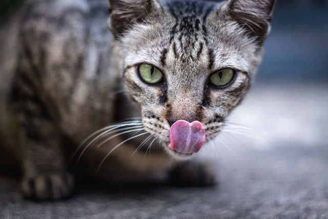 This close-up captures a fascinating moment of a tabby cat licking its lips, highlighting its green eyes and detailed fur patterns. Useful for websites or blogs focused on pet care, animal behavior, or cat lovers. Can be used for advertisements promoting cat food, veterinary services, or pet adoption programs.
