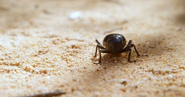 A beetle traverses the sandy terrain, showcasing its glossy exoskeleton. Captured in its natural habitat, the insect's detail emphasizes the diversity of desert wildlife.