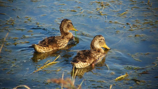 Two ducks swimming in shallow lake water with plant details. Suitable for themes about nature, wildlife photography, peaceful outdoor scenes, and diverse bird habitats. Great for educational materials, environmental conservation campaigns, and relaxation visuals.