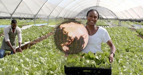 Harvesting lettuce in modern hydroponic greenhouse