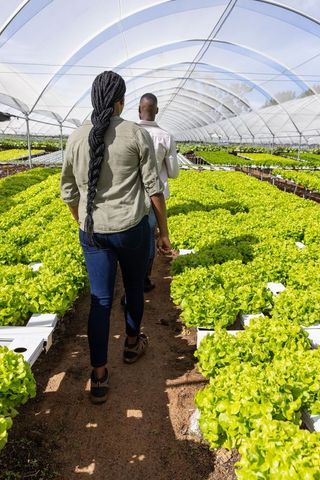 Coworkers Inspecting Lettuce in Modern Hydroponic Greenhouse