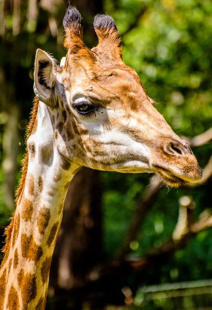 Animals zoo giraffe - Download Free Stock Photos Pikwizard.com