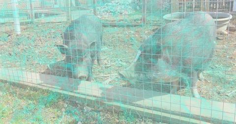 Two dark-coated pigs foraging and rooting in woodchip pen with welded wire fence and trough