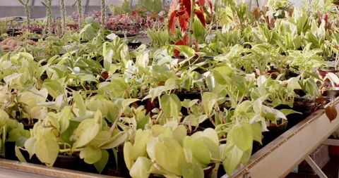 Variety of Greenhouse Plants in Black Pots on Metal Benches
