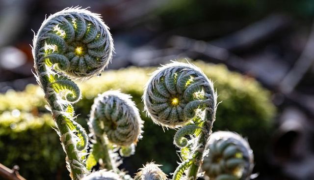 Backlit hairy fern fiddleheads glowing with dew on moss forest floor, macro spiral detail
