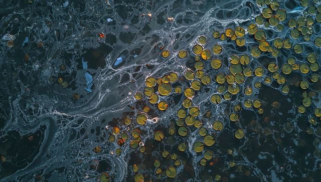 Aerial abstract of golden water lily pads drifting over dark swirling foam patterns