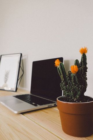 Cozy Workspace with Laptop and Decorative Cactus