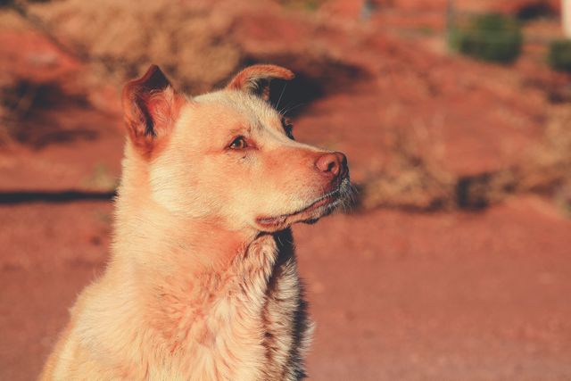 Serene Brown Dog Enjoying Sunny Day Outdoors - Download Free Stock Photos Pikwizard.com