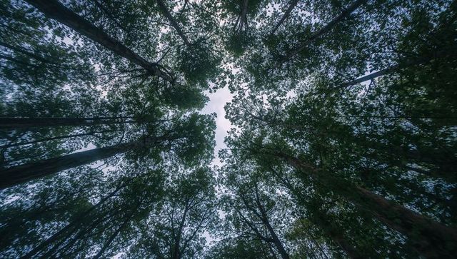 Radial canopy of tall trees reaching toward cloudy sky, upward perspective in dense forest
