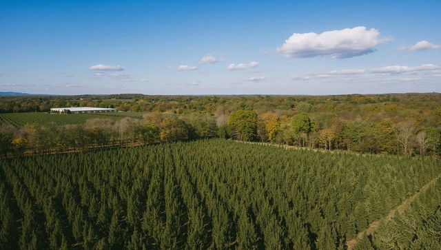 Aerial View of Evergreen Plantation on Rural Farmland with Blue Skies