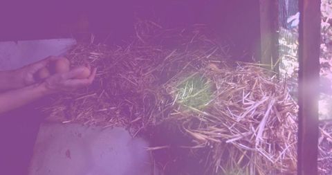 Gathering eggs in rustic chicken coop